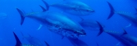 CEPESCA condena la comercialización ilegal del atún rojo